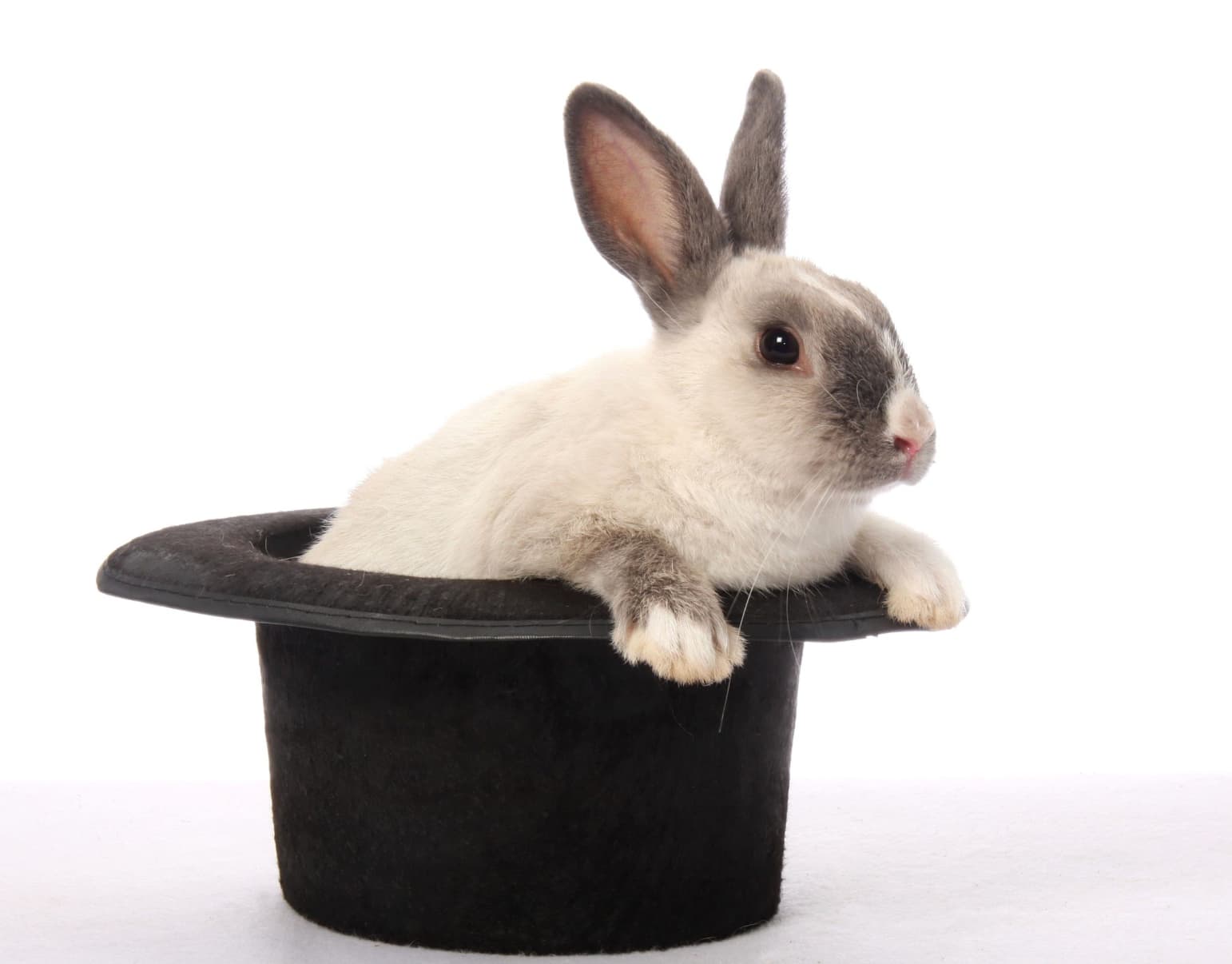 rabbit out of hat